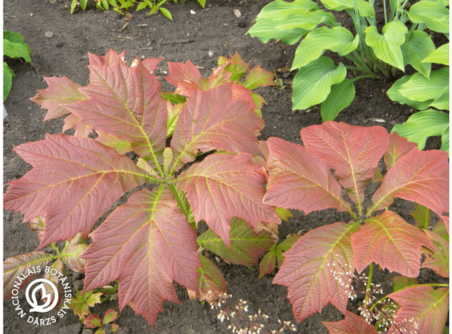 Rodgersia podophylla   'Rotlaub'